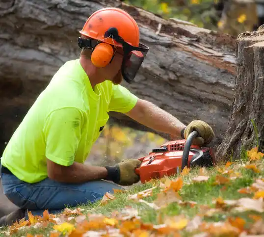 tree services New Castle